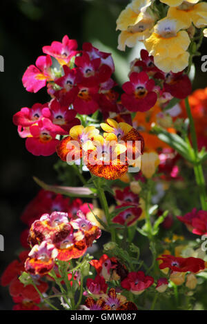 Rosa, gelb und rot und gelb Nemesia "Gobelin" Blumen in gefleckten Sonne Stockfoto