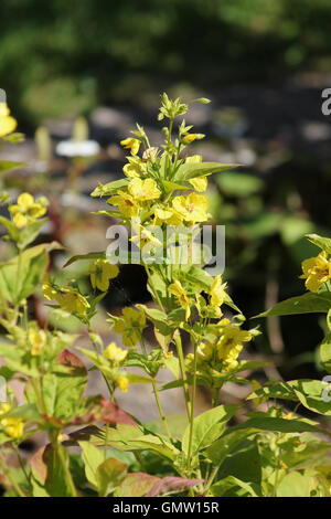 Fransen Gilbweiderich (Lysimachia Ciliata) in der Sonne mit einem unscharfen Teich als Hintergrund Stockfoto