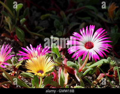 Rosa und gelbe Mesembryanthemums im Sonnenschein Stockfoto