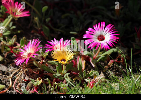 Rosa und gelbe Mesembryanthemums am Rande eines Blumenbeets im Sonnenschein Stockfoto