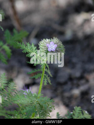 Nahaufnahme der Phacelia (Phacelia Tanacetifolia) Blütenstand mit einzelne Blume öffnen, gefleckten Sonne Stockfoto