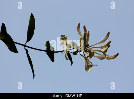 Stängel und Blüten von Geißblatt 'Graham Thomas' (Lonicera Periclymenum) Hintergrundbeleuchtung durch Sonne vor blauem Himmel Stockfoto