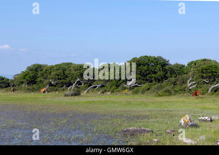 sehen Sie auf der Giara basaltischen Hochebene, Medio Campidano, Sardinien, Italien Stockfoto