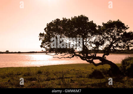 Sonnenuntergang auf der Giara basaltischen Hochebene, Medio Campidano, Sardinien, Italien Stockfoto