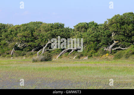 Giara basaltischen Hochebene, Medio Campidano, Sardinien, Italien Stockfoto