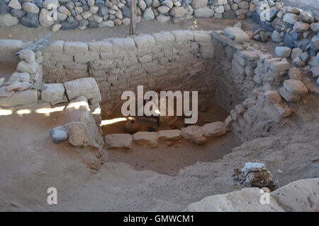 Chauchilla Friedhof, Nazca Begräbnis, Nazca, Peru Stockfoto