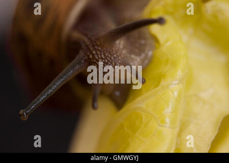 Nahaufnahme von Garten-Schnecke auf ein Kohlblatt Stockfoto