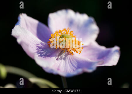 Abbild eines einzigen japanischen Anemone Blume mit dunklen Hintergrund Stockfoto