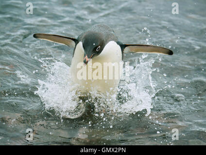 Adelie Penguin (Pygoscelis Adeliae) Spritzen, wie es aus dem Wasser, Paulet Island, Antarktis Stockfoto