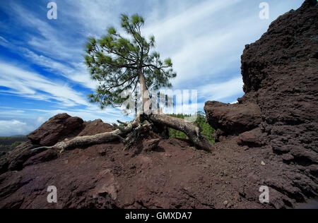 Kiefer Baum mit Wurzeln individuelle Vulkanerde blauen Himmel Wolken dramatische Weitwinkel verdrehte Stamm Stockfoto