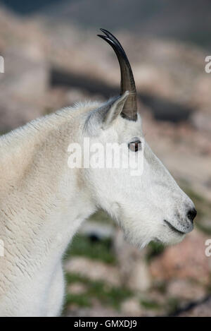 Schneeziege (Oreamnos americanus) Erwachsenen, Leiter, Mount Evans, Rocky Mountains, Colorado, USA Stockfoto