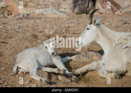 Bergziege (Oreamnos Americanus) Nanny mit Kind, Mount Evans, Rocky Mountains, Colorado USA Stockfoto