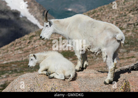 Bergziege (Oreamnos Americanus) Erwachsener mit Kind, Mount Evans, Rocky Mountains, Colorado USA Stockfoto