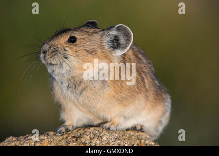 Amerikanische Pika, Pica, (Ochotona Princeps) thront auf Rock, alpine Zone, Rocky Mountains USA Stockfoto