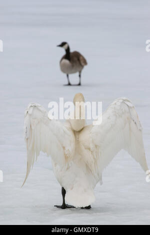 Trompeter Schwan (Cygnus Buccinator) Erwachsenen Verbreitung Flügel, auch Canada Goose, Nordamerika Stockfoto