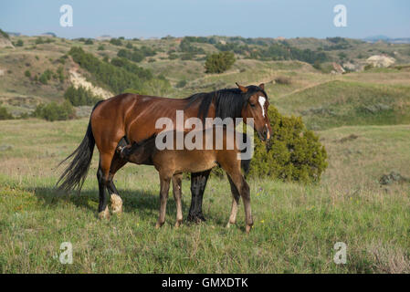 Wildpferd (Equs Ferus), Mutter Pflege Fohlen, im Westen Nordamerikas Stockfoto