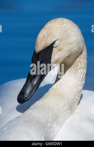 Kopf und Gesicht Ansicht Trompeter Schwan (Cygnus Buccinator), Nordamerika Stockfoto