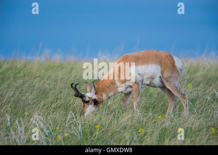 Pronghorn Antilope (Antilocarpa Americana) auf Prärie Weiden Gräser, W. Nordamerika Stockfoto