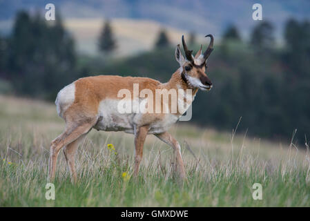 W. Nordamerika Pronghorn Antilope (Antilocarpa Americana) Stockfoto