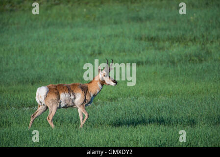 Pronghorn Antilope Antilocapra Americana Custer State Park South Dakota USA Stockfoto