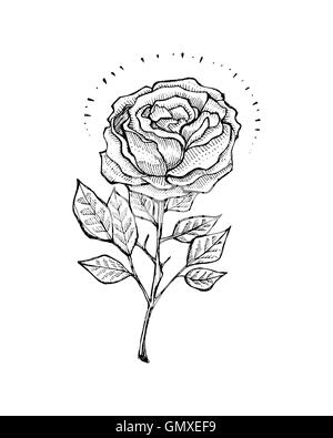 Handgezeichnete Illustrationen oder Zeichnung einer Rose in einem Tattoo-Stil Stockfoto