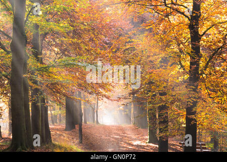 Sonne Strahlen, die Sonnenstrahlen durch die Bäume im Herbst mit Laub im Herbstfarben und der Morgennebel auf einem Pfad in einem Wald zu schaffen. Stockfoto