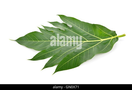 Brotfrucht Blatt auf weißem Hintergrund Stockfoto