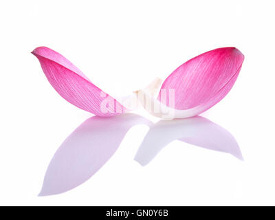 Closeup auf Lotus Petal auf weißem Hintergrund Stockfoto