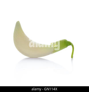 Pflanzlichen Humming Bird Sesban Agasta auf weißem Hintergrund Stockfoto