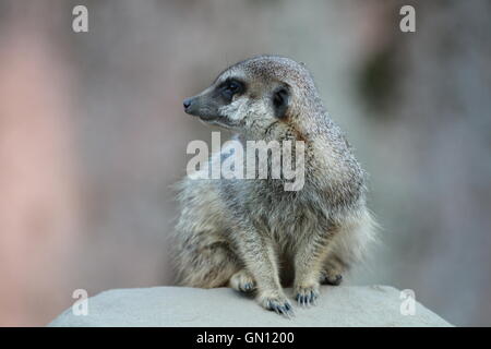 Nahaufnahme von einem Erdmännchen (Suricata Suricatta) sitzt auf einem Felsen, auf seiner Seite. Stockfoto