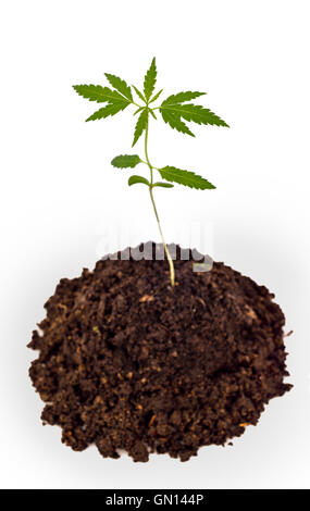 Cannabis-Setzlinge sprießen aus dem Boden wächst Stockfoto