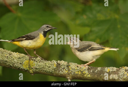 Das Männchen hat Gebirgsstelze (Motacilla Cinerea) nur eines seiner Babys mit Nahrung füttern. Stockfoto