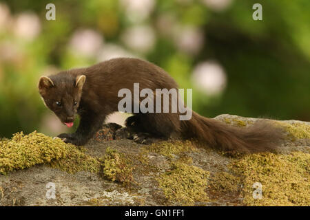 Baummarder (Martes Martes) sitzt auf einem bemoosten Felsen seine Zunge. Stockfoto