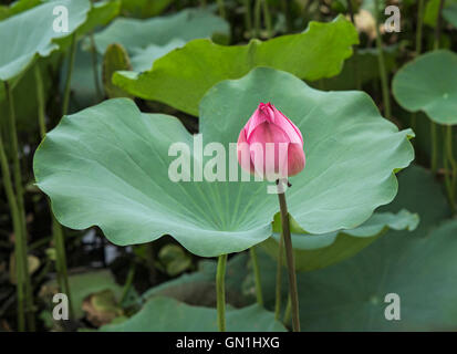 Lotus im Sumpf Stockfoto
