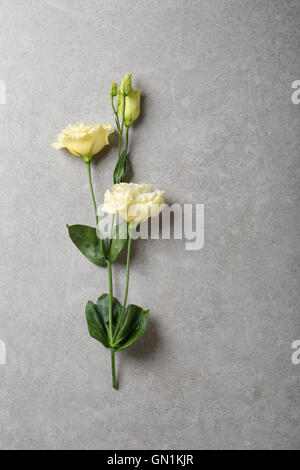 Frische Eustoma Blume auf konkreten Hintergrund, Stockfoto