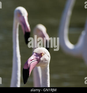 Camargue: Rosa Flamingos in der Nähe von Saintes-Maries-de-la-Mer, Frankreich Stockfoto