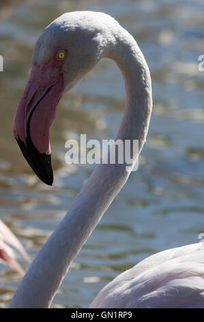 Camargue: Rosa Flamingo in der Nähe von Saintes-Maries-de-la-Mer, Frankreich Stockfoto