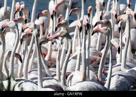 Camargue: Gruppe von rosa Flamingos in der Nähe von Saintes-Maries-de-la-Mer, Frankreich Stockfoto