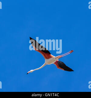 Camargue: Rosa Flamingo im Flug in der Nähe von Saintes-Maries-de-la-Mer, Frankreich Stockfoto