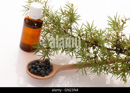 Zweig der Koniferen-Wacholder, Holzlöffel Ful von Blaubeeren und kleine Flasche frisches Öl für Aromatherapie auf weißen Zeitmessung Stockfoto