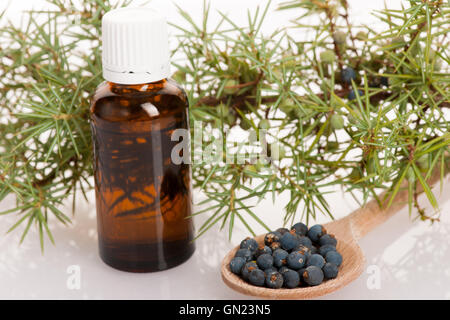 Zweig der Koniferen-Wacholder, Holzlöffel Ful von Blaubeeren und kleine Flasche frisches Öl für Aromatherapie auf weißen Zeitmessung Stockfoto