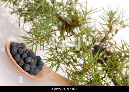 Zweig der Koniferen-Wacholder und Holzlöffel Ful Blaue Beeren auf weißem Hintergrund. Stockfoto