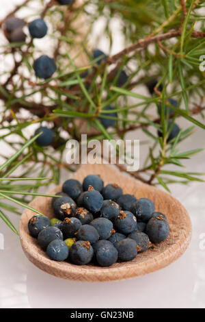 Zweig der Koniferen-Wacholder und Holzlöffel Ful Blaue Beeren auf weißem Hintergrund. Stockfoto