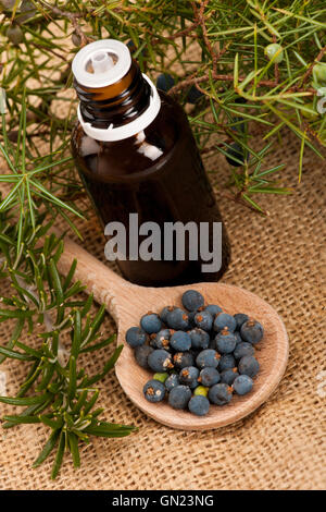 Zweig der Koniferen-Wacholder, Holzlöffel Ful von Blaubeeren und Zweig Rosmarin kleine Flasche frisches Öl für Aromatherapie Stockfoto