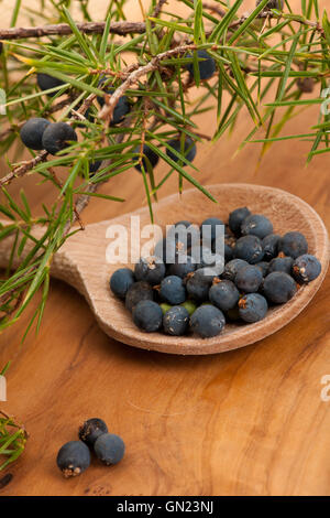 Zweig der Koniferen-Wacholder und Holzlöffel Ful von Blaubeeren und Zweig Rosmarin auf weißem Hintergrund. Stockfoto