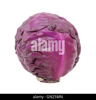 Ganze rohe Rotkohl, isoliert auf weißem Hintergrund Stockfoto