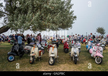 Isle Of Wight, UK. 27. August 2016. Weltweit größte Sammlung von Vintage und moderne Scooter - The Isle Of Wight International Scooter Rally 2016 das erste Isle Of Wight International Scooter Rally wurde im Jahr 1980 hat, Rollerfahrer kommen jedes Jahr im August da, mit geschätzten 5000 Fahrer und Bikes von British Scooter Rally Association und das VFM Scooter Kollektiv organisierte, der Rallye an Stärke jedes Jahr. Bildnachweis: Paul Chambers/Alamy Live-Nachrichten Stockfoto