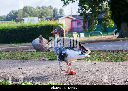 Northampton, Billing Aquadrome, 28. August 2016. Eine Gruppe von Graugänse und Kanadagänse mit Winkel Flügel wird beobachtet, in einer Gegend, wo Gänse übermäßig gefüttert werden Brot, ist es ein Syndrom, die betrifft vor allem Gänse und Enten, in dem die letzte Verbindung des Flügels, mit den Flügelfedern Hinweis verdreht ist auf seitlich, anstatt zu Lügen gegen den Körper, wodurch sie nicht in der Lage zu fliegen. In dieser Gruppe von 13 Gänse haben 8 Winkel Flügel. Bildnachweis: Keith J Smith. / Alamy Live News Stockfoto