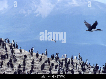 Tierra Del Fuego, Argentinien. 9. Februar 2003. Kolonien von schwarzen und weißen Kormorane, auch bekannt als Imperial Shags (Phalacrocorax Atriceps) oder blauäugig Shags bewohnen die felsigen Inseln des Beagle-Kanals in Tierra Del Fuego Archipel in der Nähe der Stadt Ushuaia. Im südlichen Teil von Südamerika ist der Tourismus eine beliebte wachsenden Sektor der Wirtschaft. © Arnold Drapkin/ZUMA Draht/Alamy Live-Nachrichten Stockfoto