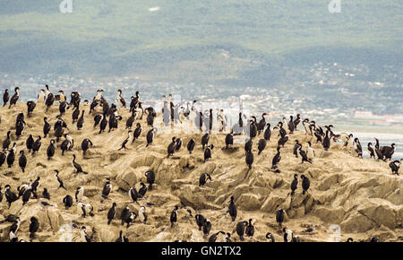 Tierra Del Fuego, Argentinien. 9. Februar 2003. Kolonien von schwarzen und weißen Kormorane, auch bekannt als Imperial Shags (Phalacrocorax Atriceps) oder blauäugig Shags bewohnen die felsigen Inseln des Beagle-Kanals in Tierra Del Fuego Archipel in der Nähe der Stadt Ushuaia. Im südlichen Teil von Südamerika ist der Tourismus eine beliebte wachsenden Sektor der Wirtschaft. © Arnold Drapkin/ZUMA Draht/Alamy Live-Nachrichten Stockfoto